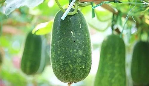 什么瓜没虫吃,揭秘自然界的奇妙生态平衡