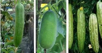 什么瓜没虫吃,揭秘自然界的奇妙生态平衡