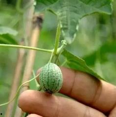 吃瓜不用吐皮,轻松吃瓜不吐皮