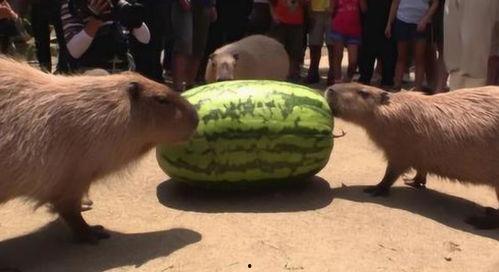 水豚吃瓜群,萌宠日常大揭秘