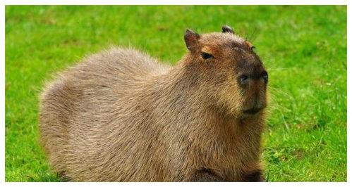 水豚吃瓜群,萌宠日常大揭秘