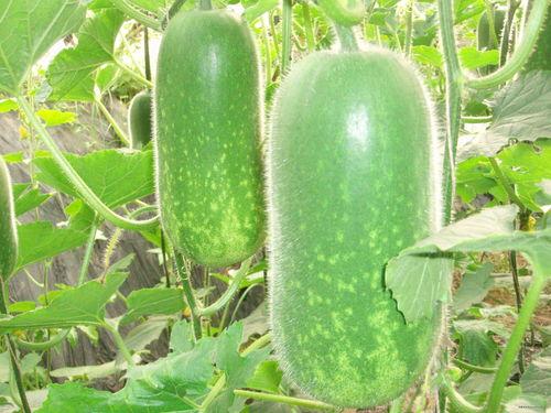 吃瓜免费观看高清,吃瓜群众福利来袭！