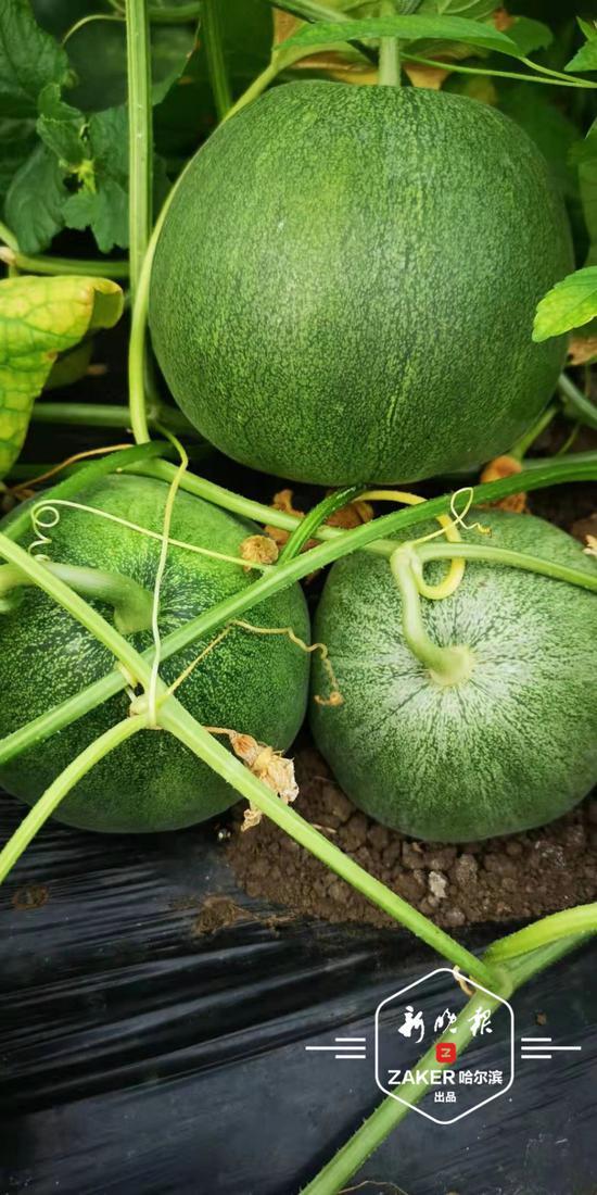巨型老瓜是否可以吃,揭秘其可食用之谜