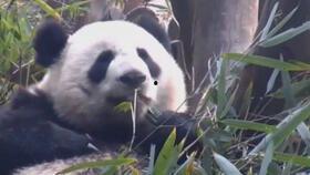 抖腿吃瓜熊猫,萌态十足引网友热议