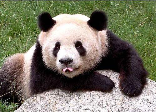 抖腿吃瓜熊猫,萌态十足引网友热议