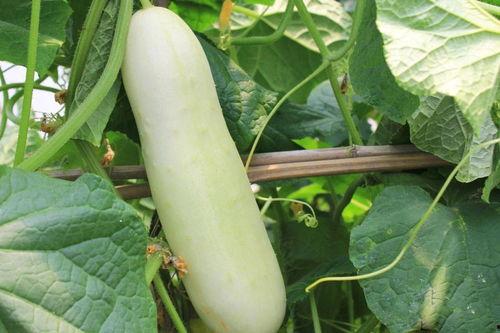 瓜白怎么吃,解锁夏日清新口感新吃法