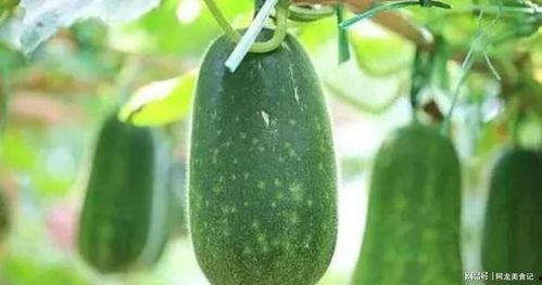 吃瓜适宜月份,夏季最佳吃瓜时光大盘点