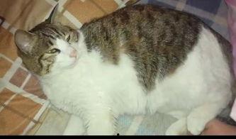 二猫吃瓜,揭秘娱乐圈幕后风云