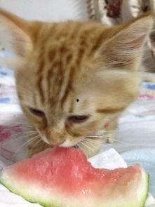 二猫吃瓜,揭秘娱乐圈幕后风云