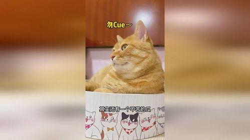 二猫吃瓜,揭秘娱乐圈幕后风云