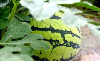 看瓜和吃瓜诗句,品味人生百态的诗意抒怀