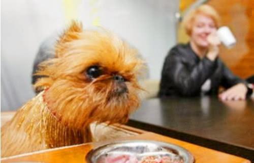 狗吃梨瓜榨汁,一场奇妙的味蕾之旅