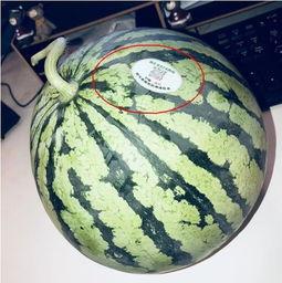 金乡网红吃瓜,揭秘幕后故事与热门话题