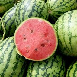 长圆形瓜怎么吃,长圆形瓜的多样食用方法探索