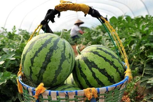 长圆形瓜怎么吃,长圆形瓜的多样食用方法探索