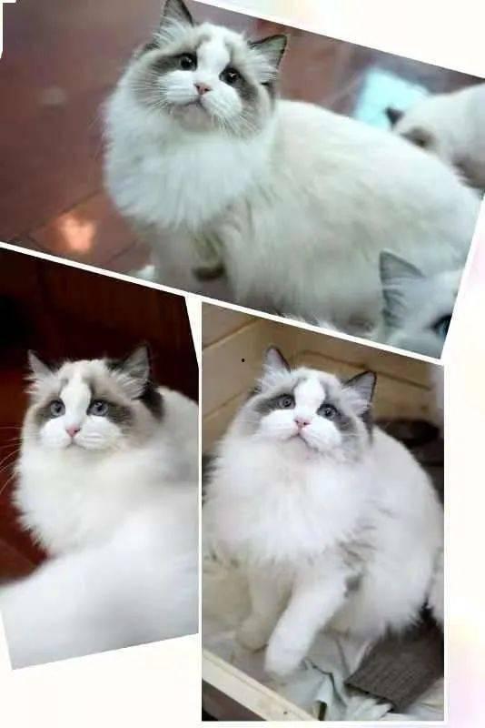 猫舍吃瓜合集,揭秘猫咪世界的趣味瞬间