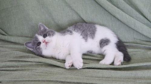 猫舍吃瓜合集,揭秘猫咪世界的趣味瞬间