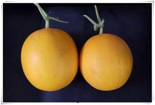 临沂吃瓜好去处,探寻临沂特色瓜果乐园