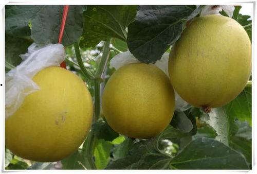 临沂吃瓜好去处,探寻临沂特色瓜果乐园