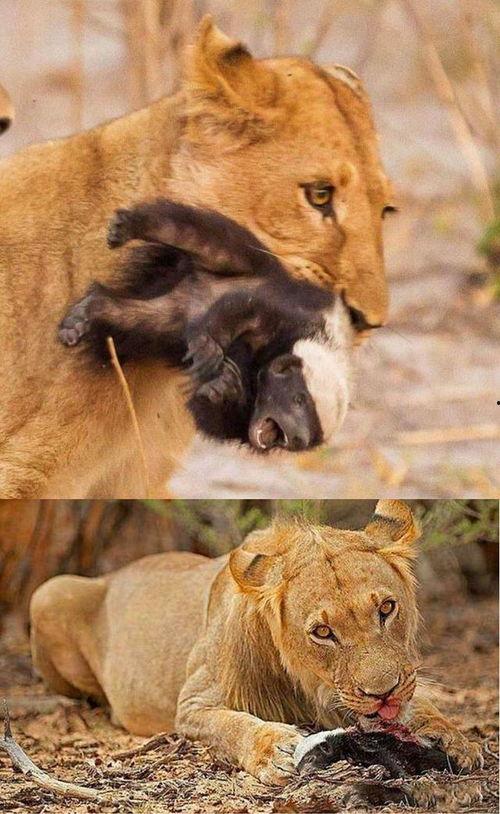 藏马熊吃瓜在沙漠,藏马熊在沙漠中吃瓜的奇幻之旅